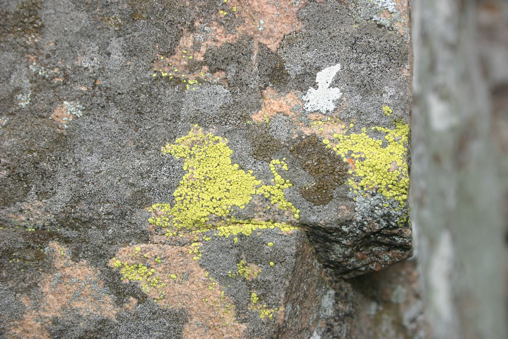 lichen9